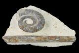 Early Devonian Ammonite (Anetoceras) - Tazarine, Morocco #154316-2